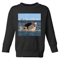 Cat Biting Shark Humorous Playful Funny Cat And Shark Toddler Sweatshirt