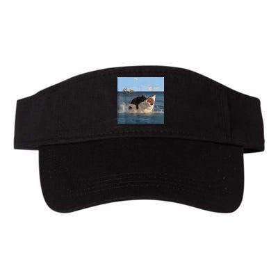 Cat Biting Shark Humorous Playful Funny Cat And Shark Visor