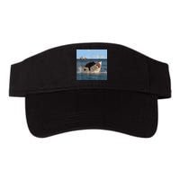 Cat Biting Shark Humorous Playful Funny Cat And Shark Visor