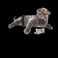 Cowboy Cat Adivse Be Rootin' Be Tootin' Be Shootin Be Kind Meme 16oz Travel Tumbler