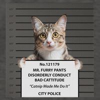 Catnip Cat Bad Cattitude Funny Cat Lover Kitten Gift Vector Backpack