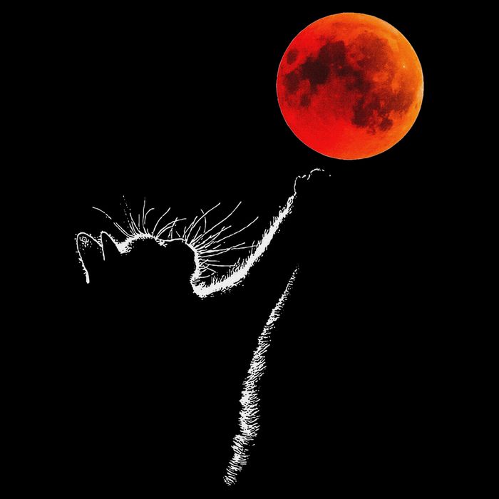 Curious Cat Meets The Blood Moon Lunar Eclipse 14 March 2025 Sweatshirt