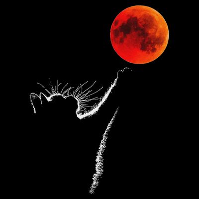 Curious Cat Meets The Blood Moon Lunar Eclipse 14 March 2025 T-Shirt