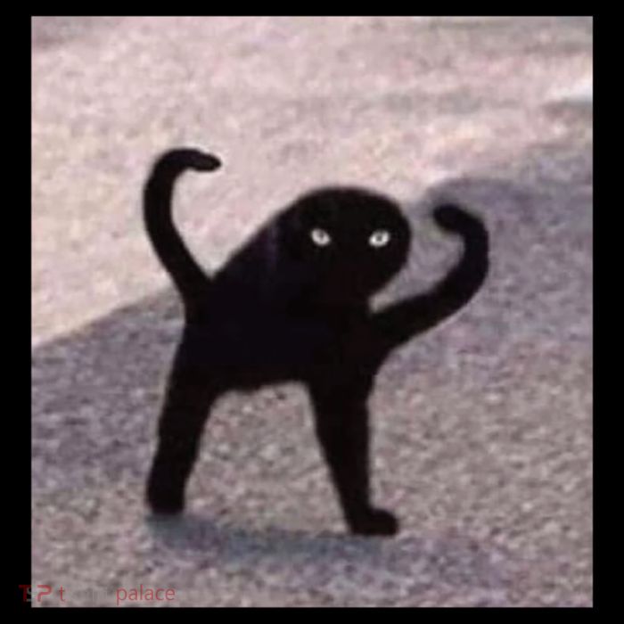 Cursed Cat Memes Cursed Cat Angry As Fuk Meme Poster