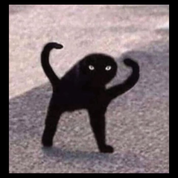 Cursed Cat Memes Cursed Cat Angry As Fuk Meme Wool Snapback Cap