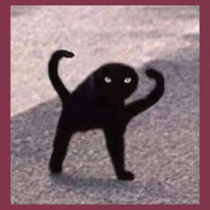 Cursed Cat Memes Cursed Cat Angry As Fuk Meme 16oz Travel Tumbler