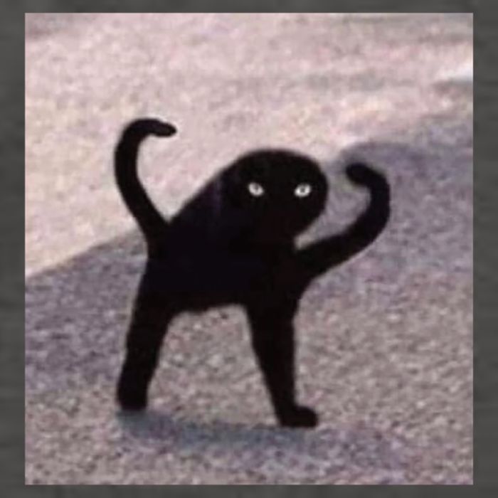 Cursed Cat Memes Cursed Cat Angry As Fuk Meme Vector Backpack