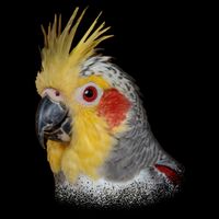 Captivating Cockatiel Portrait Impact Tech Backpack