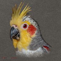 Captivating Cockatiel Portrait Cotton Canvas Backpack