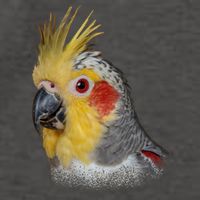 Captivating Cockatiel Portrait Vector Backpack