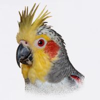 Captivating Cockatiel Portrait Performance Shirt