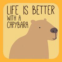 Capybara Design for Capibara Owner Cool Mammal  Pom Pom 12in Knit Beanie