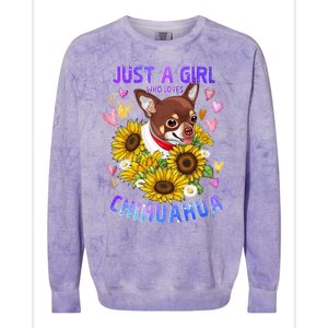 Chihuahua Dog Lover Funny Cute Puppy Cute Gift Colorblast Crewneck Sweatshirt