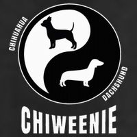 Chiweenie Dog Lovers Breeders Gift Pet Chiweenie 11oz C Handle Ceramic Mug