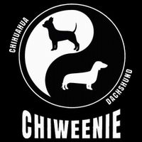 Chiweenie Dog Lovers Breeders Gift Pet Chiweenie 16 in Basic Backpack
