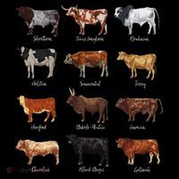 Cattle Drawings Types Of Cows Apron