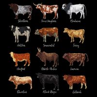 Cattle Drawings Types Of Cows T-Shirt