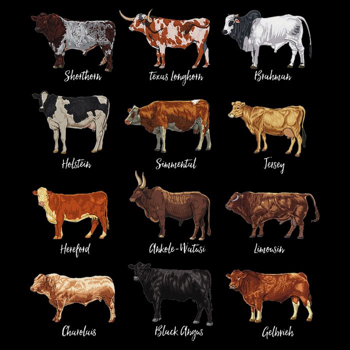 Cattle Drawings Types Of Cows Flatbill Hat