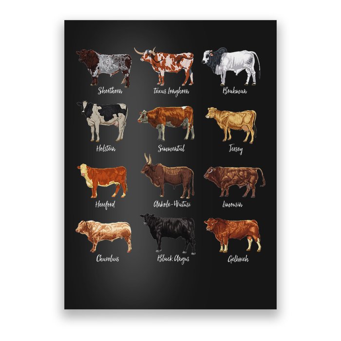 Cattle Drawings Types Of Cows Poster