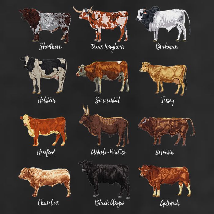 Cattle Drawings Types Of Cows Golf Towel