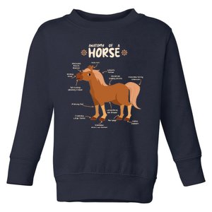 Cute Funny Anatomy Of A Horse Diagram Toddler Sweatshirt