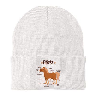 Cute Funny Anatomy Of A Horse Diagram Beanie