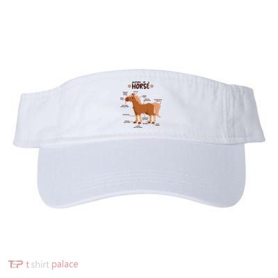 Cute Funny Anatomy Of A Horse Diagram Visor