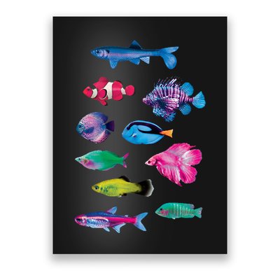 Colorful Fishes Poster