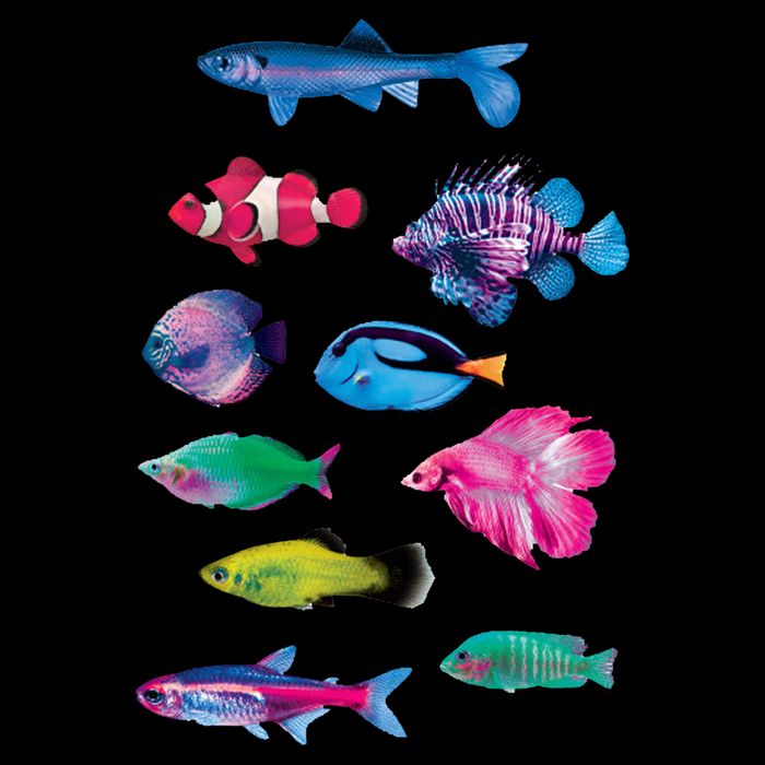 Colorful Fishes Toddler T-Shirt