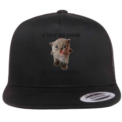 Cat Funny I May Be Dumb But Im Not Stupid Flat Bill Trucker Hat