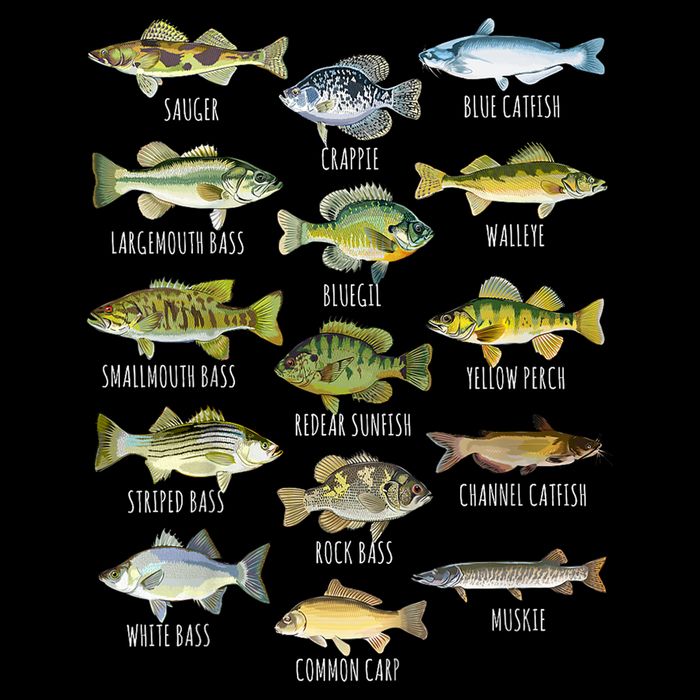 Cool Fish Species Biology Types Of Freshwater Fish Fishing Gift Tall T-Shirt