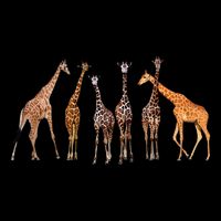 Cute Giraffe Design For Women Safari Zoo Giraffe Lovers Drawstring Bag