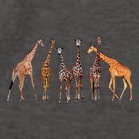 Cute Giraffe Design For Women Safari Zoo Giraffe Lovers Vector Backpack