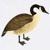 Canada Goose Gift Canadian Goose I Love Canada Button