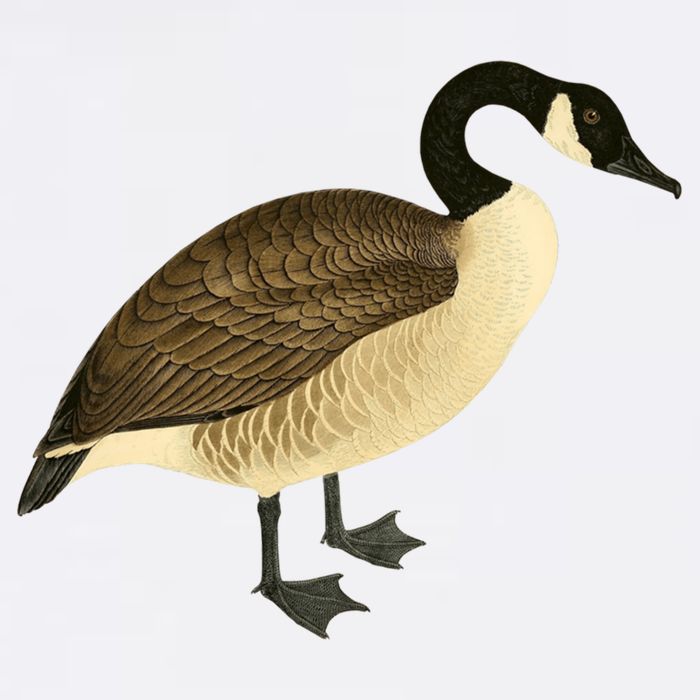 Canada Goose Gift Canadian Goose I Love Canada Button