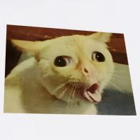 Cat Gagging Meme Flatbill Hat