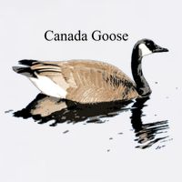 Canada Goose Swimming Gift Waterfowl Lover Womens Tank Top
