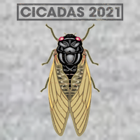 Cicadas Summer Brood X 2021 T-Shirt
