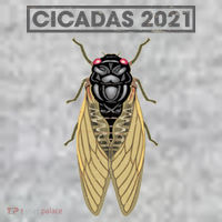 Cicadas Summer Brood X 2021 Tall T-Shirt