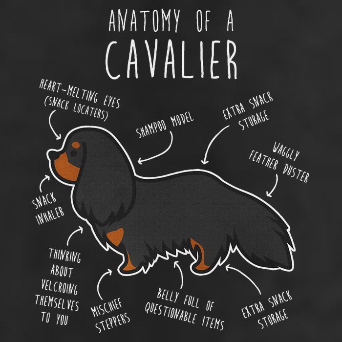 Cavalier King Charles Spaniel Dog Black Tan Funny Anatomy 7 Panel Mesh Trucker Snapback Hat