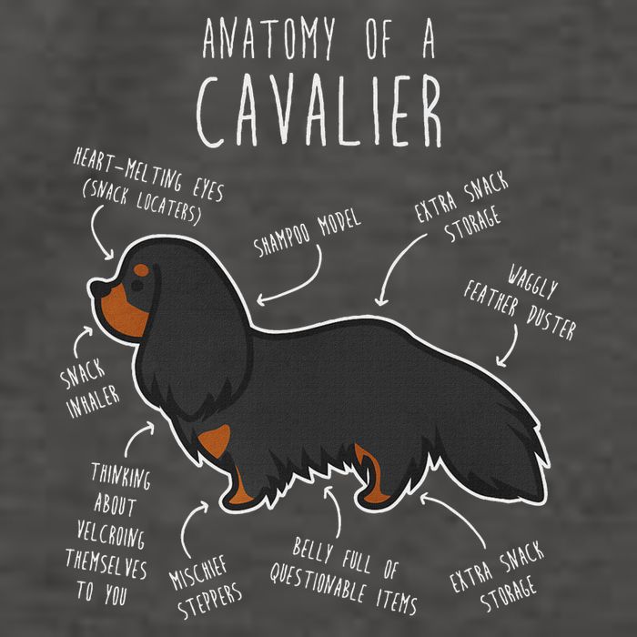 Cavalier King Charles Spaniel Dog Black Tan Funny Anatomy Vector Backpack