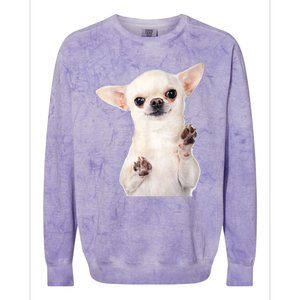 Cute Little Chihuahua Puppy Dog Face For Pet Owners Colorblast Crewneck Sweatshirt