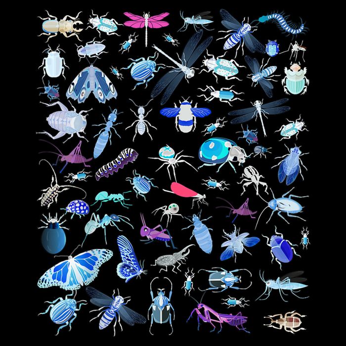 Cool Lots Of Bugs Sustainable Bucket Hat