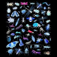 Cool Lots Of Bugs Magnet