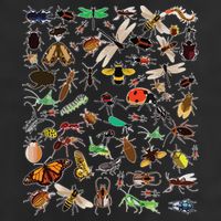 Cool Lots Of Bugs Funny Insect Lover Entomologist 15oz Campfire Ceramic Mug