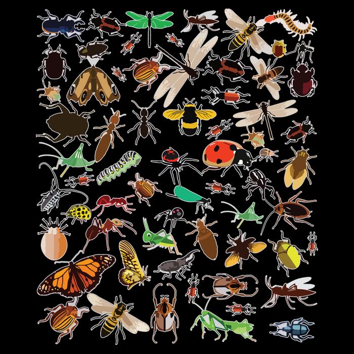 Cool Lots Of Bugs Funny Insect Lover Entomologist Cropped Pullover Crew
