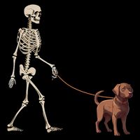 Chocolate Labrador Skeleton Dog Walking Halloween Mesh Reversible Basketball Jersey Tank