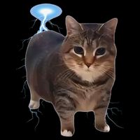 Cat Meme Funny Memes Internet Memes Oddly Specific Memes 16 in Basic Backpack