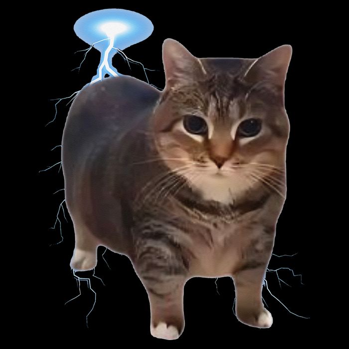 Cat Meme Funny Memes Internet Memes Oddly Specific Memes 16 in Basic Backpack