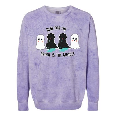 Cute Newfie Dog Halloween Ghosts Here For The Drool & Ghouls Colorblast Crewneck Sweatshirt